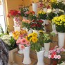 cvecara-ikebana-becej